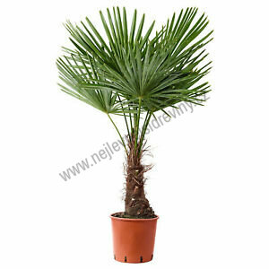 Mrazuvzdorná palma 15/25 cm, v květináči Trachycarpus fortunei